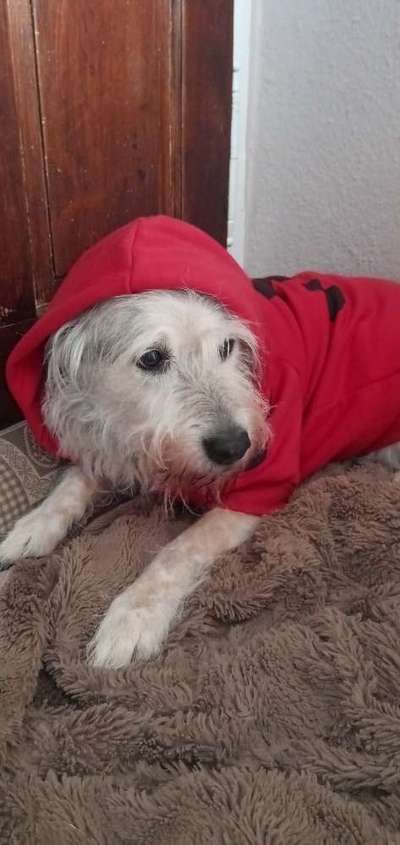 Hundekleidung - Top oder Flop-Beitrag-Bild