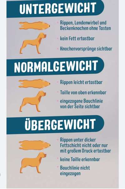 Futter wieviel-Beitrag-Bild