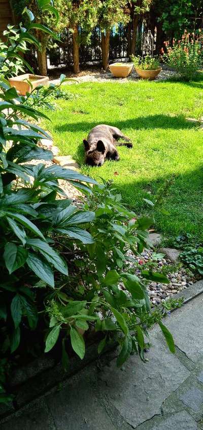 Französische Bulldoggen-Beitrag-Bild