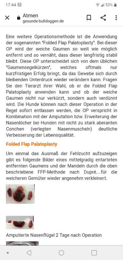 Französische Bulldogge   Rassebeschreibung, Probleme, Kosten, Erfahrungen-Beitrag-Bild