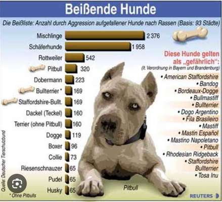 American Bully – Neue Einstufung als gefährlicher Hund in Braunschweig-Beitrag-Bild