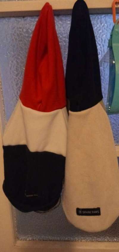 Französische Bulldoggen-Beitrag-Bild