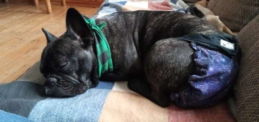 Französische Bulldoggen-Beitrag-Bild