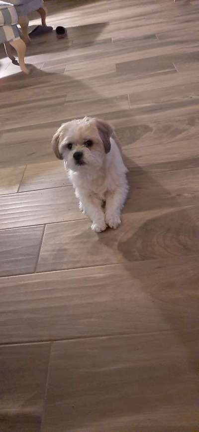 Zeichnungen eurer Hunde-Beitrag-Bild