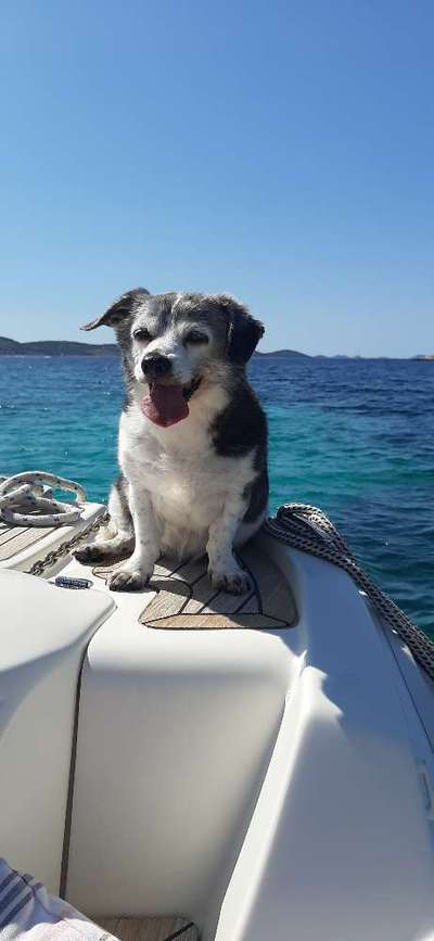 Zeichnungen eurer Hunde-Beitrag-Bild