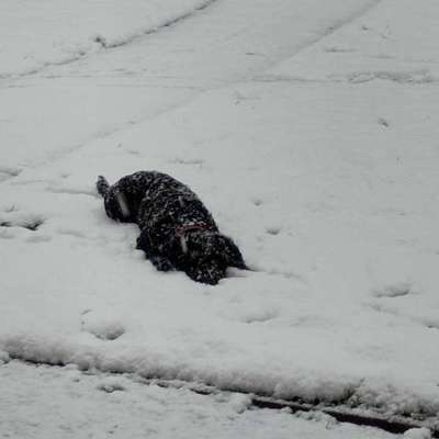 Portugiesischer Wasserhund-Beitrag-Bild