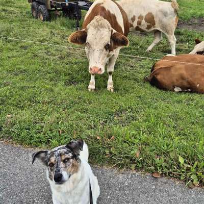 Hundetreffen-Social Walk  mit Übungen-Bild