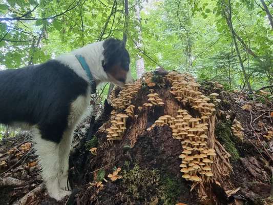 Dogorama Photo Challenge - Pilze-Beitrag-Bild