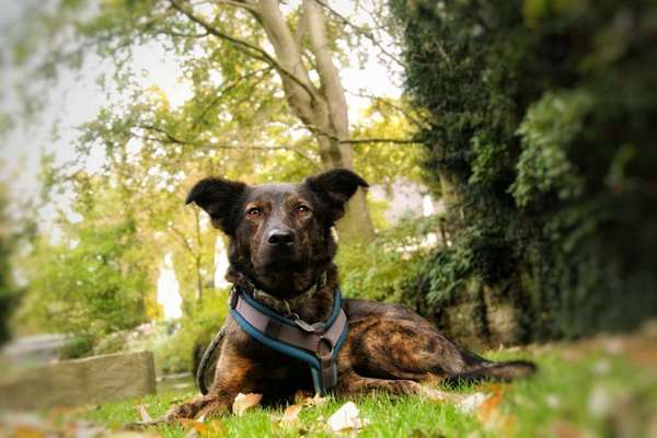 Hundetreffen-Spielkameraden Für lola-Bild