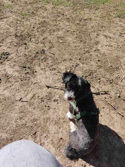 Havaneser dabei?:)-Beitrag-Bild