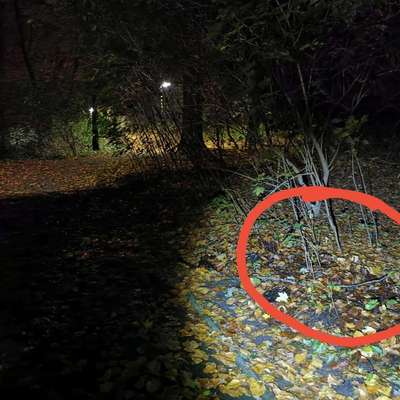 Giftköder-Potentieller Giftköder-Bild