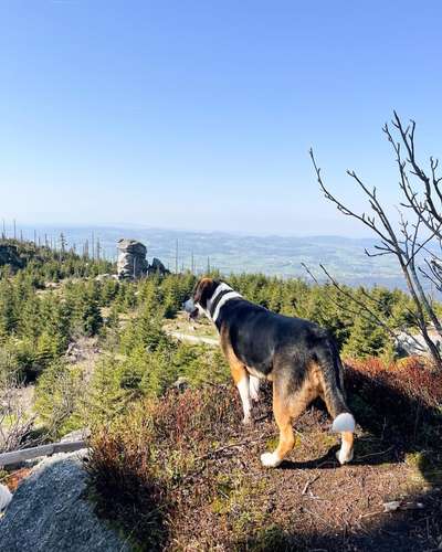 Dogorama Photo Challenge - Steine/Felsen-Beitrag-Bild