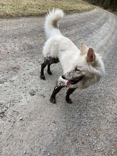 Weißer Schweizer Schäferhund-Beitrag-Bild