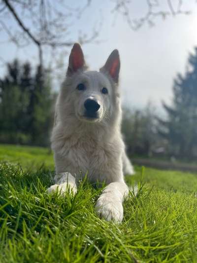 Weißer Schweizer Schäferhund-Beitrag-Bild