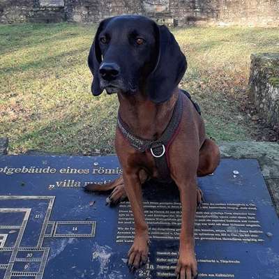 Hundetreffen-Personensuche-Bild