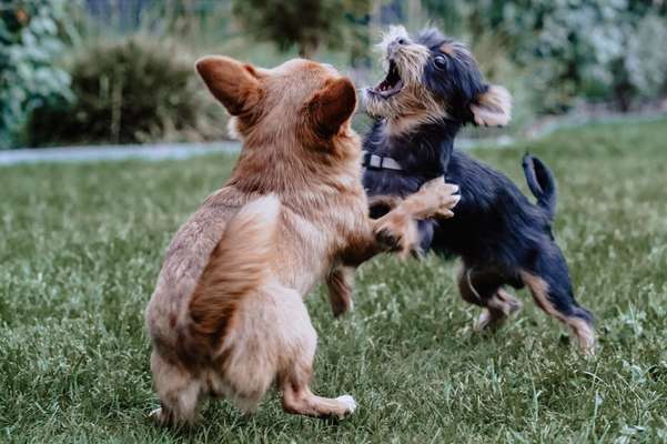 Die Dogorama Kalender Challenge Teil 1/4-Beitrag-Bild