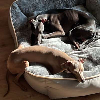 Hundetreffen-Gegend erkunden