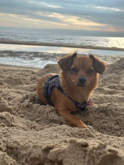 Hundetreffen-Spazieren, spielen und trainieren-Bild