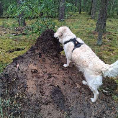 Traumhunde?-Beitrag-Bild