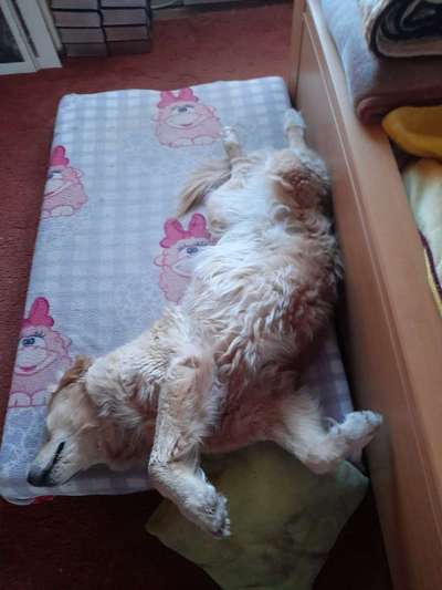 Unsere Fellnasen im Regenbogenland-Beitrag-Bild