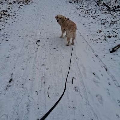aktuelles Foto Gruppe Golden Retriever