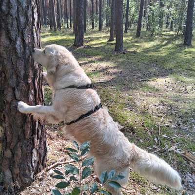 Reinrassige Hunde?-Beitrag-Bild