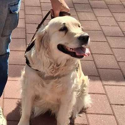 Wie kam es zum Namen eurer Hunde? :)-Beitrag-Bild