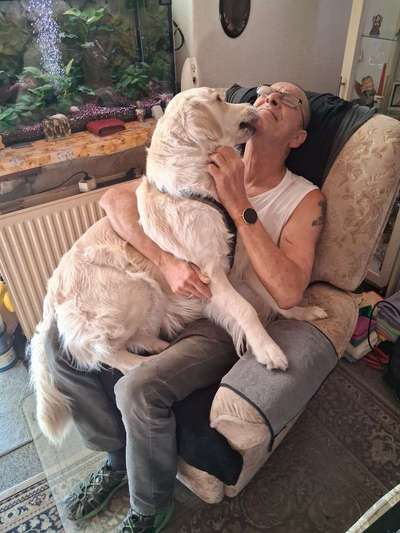 Golden Retriever-Beitrag-Bild