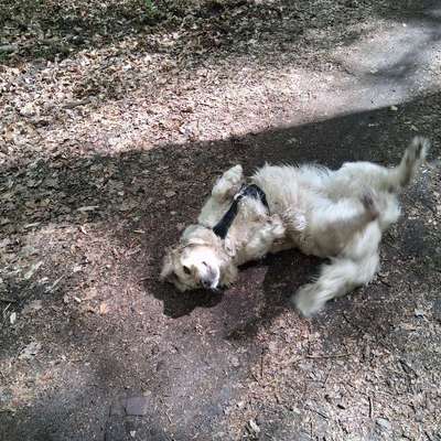 Welche besondere Angewohnheiten haben eure Hunde?-Beitrag-Bild
