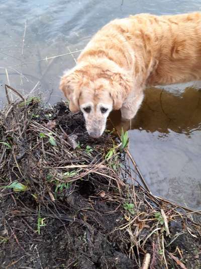 Unsere Fellnasen im Regenbogenland-Beitrag-Bild