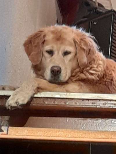 Unsere Fellnasen im Regenbogenland-Beitrag-Bild