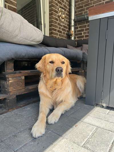 Wo sind die Golden Retriever Liebhaber?-Beitrag-Bild