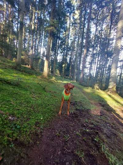 Magyar Vizsla UK-Beitrag-Bild