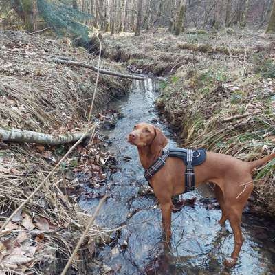 Magyar Vizsla UK-Beitrag-Bild