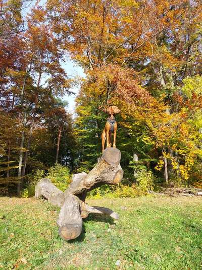 Magyar Vizsla UK-Beitrag-Bild