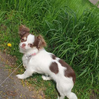 Hundetreffen-Spiel treffen in Amberg-Bild