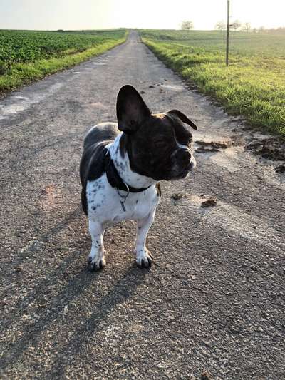 Französische Bulldoggen-Beitrag-Bild