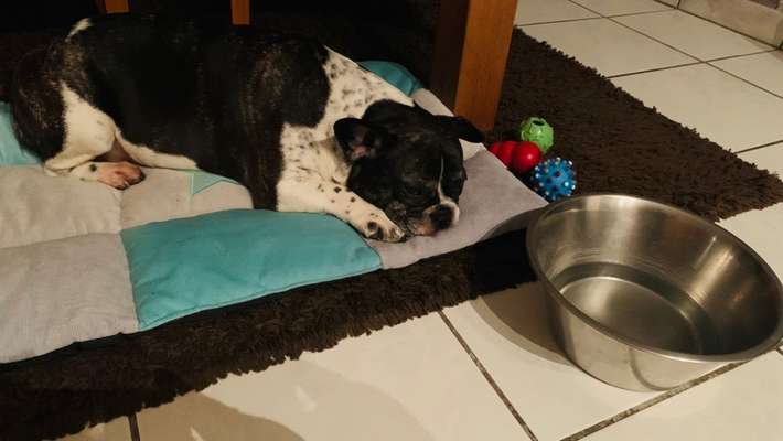 Französische Bulldoggen-Beitrag-Bild