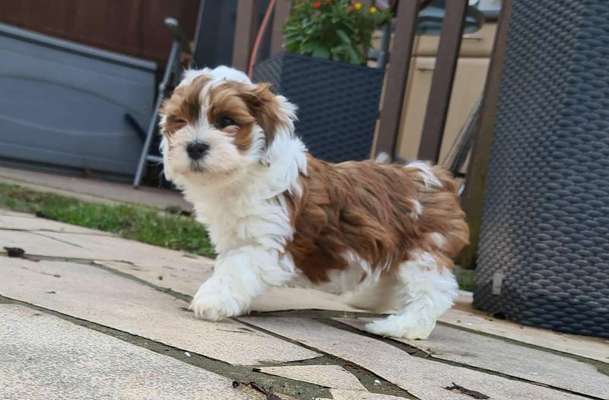 Havaneser dabei?:)-Beitrag-Bild