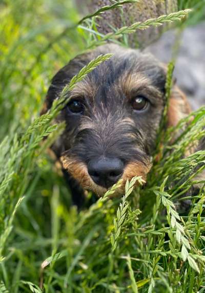 Hundetreffen-Dackelrunde-Bild