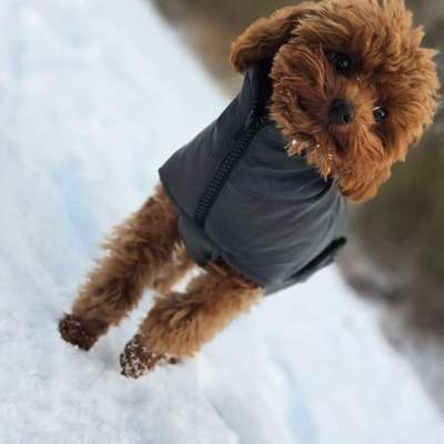 Hundetreffen-Molly sucht Gassi-Gesellschaft-Bild