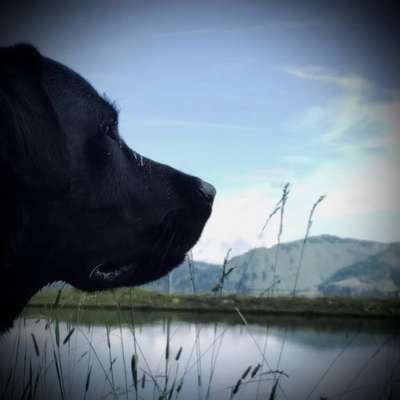 Hundetreffen-social walk in eckental-Bild