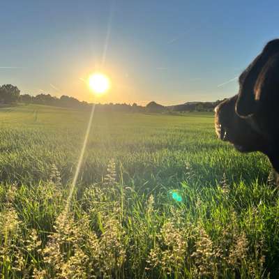 Hundetreffen-… gassi gehen / wandern / kuztrips-Bild