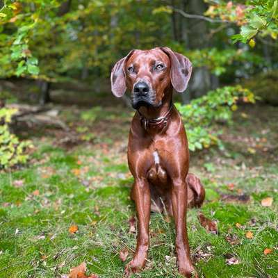 Hundetreffen-Junghund sucht Spielgefährten-Bild
