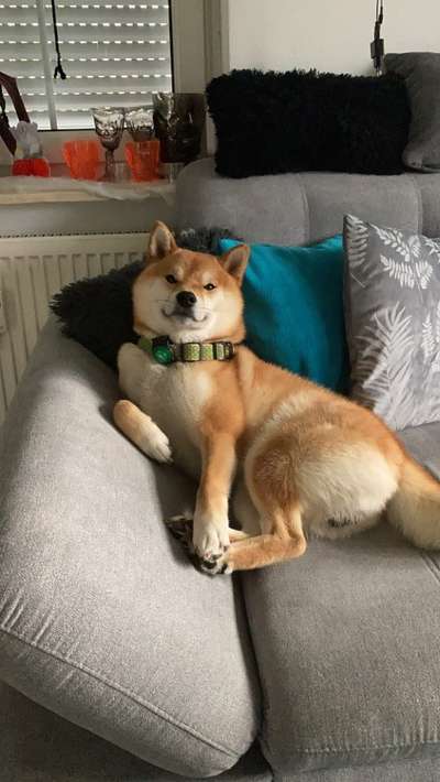 Wie heißt dein Hund?-Beitrag-Bild