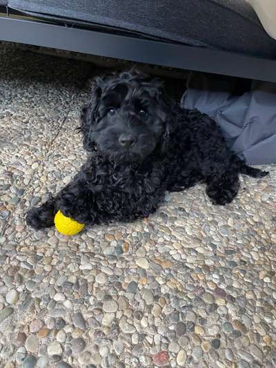 Hundetreffen-Welpentreffen Nähe Buseck-Bild