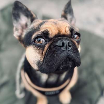 Giftköder-Alltagshelden Grunderziehungskurs-Bild