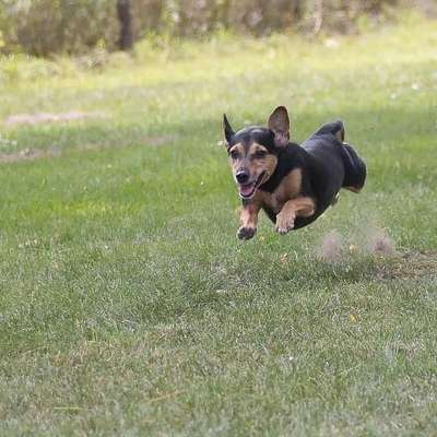 Fotochallenge 66 ~ Rennaction -Zeig deinen Hund im Lauf-Beitrag-Bild