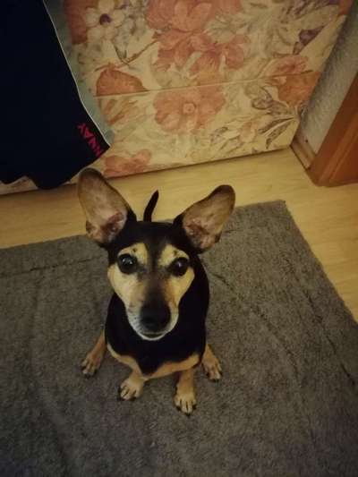 Die Augen Deines Hundes-Beitrag-Bild