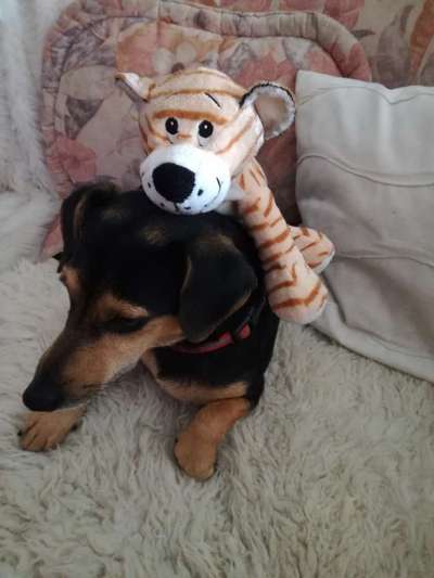 Mischlingshunde Foto Aufruf-Beitrag-Bild